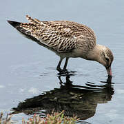 Bar-tailed Godwit