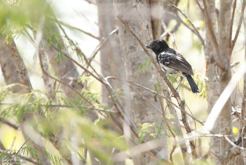 Batara à dos noir mâle adulte, habitat