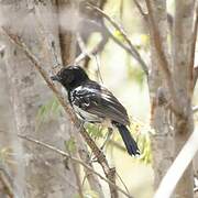 Black-backed Antshrike