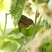 Black-crowned Antshrike