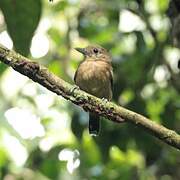 Black-crowned Antshrike