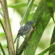 Black-crowned Antshrike