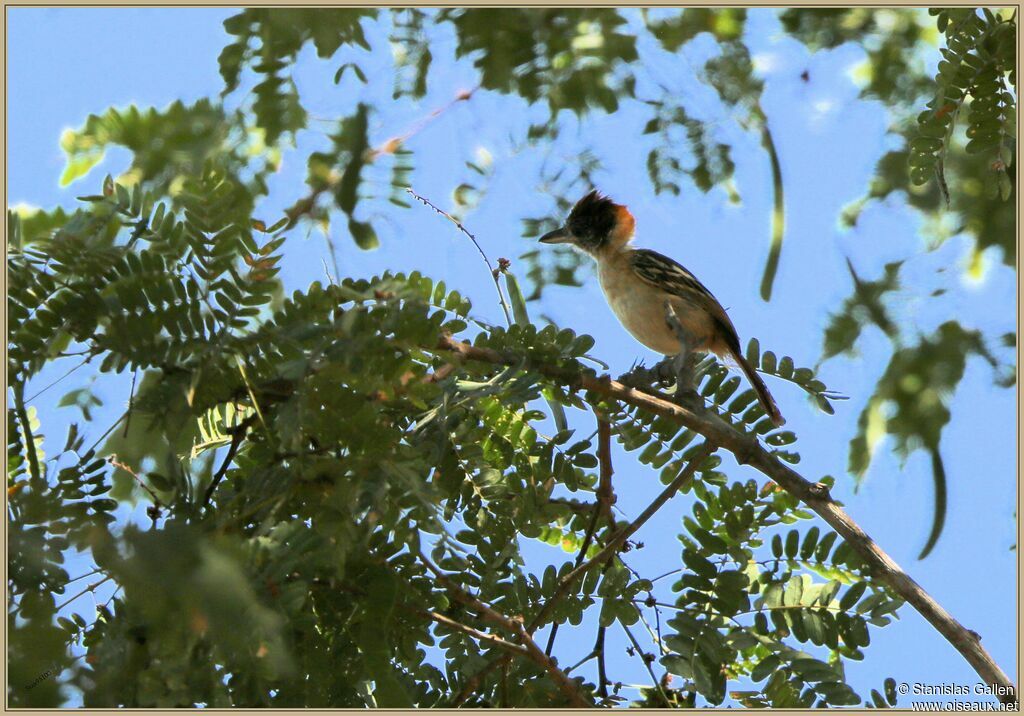 Collared Antshrike male juvenile