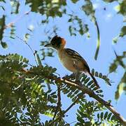 Collared Antshrike