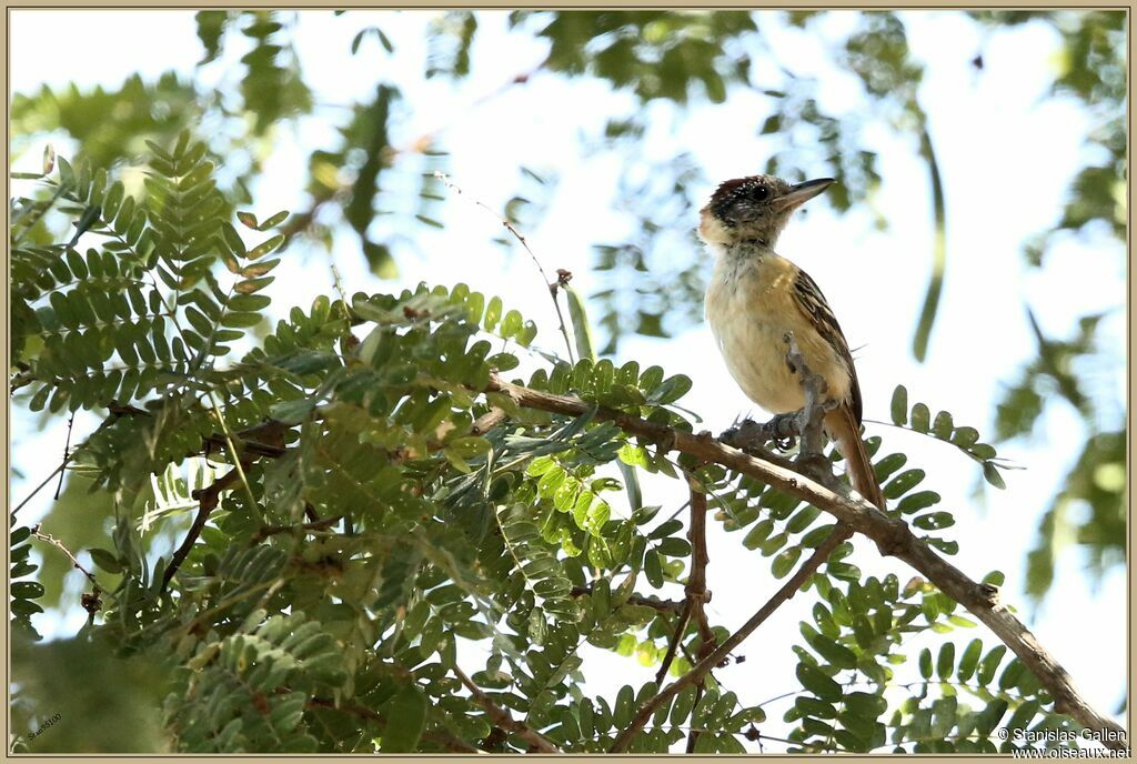 Collared Antshrike male juvenile