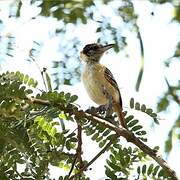 Collared Antshrike