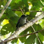 Fasciated Antshrike