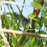 Barred Antshrike