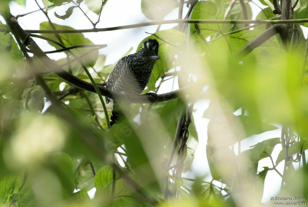 Barred Antshrikeadult