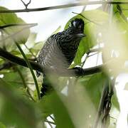 Barred Antshrike