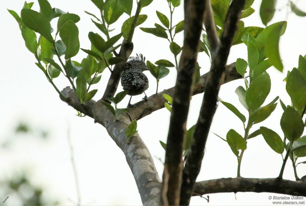 Barred Antshrikeadult