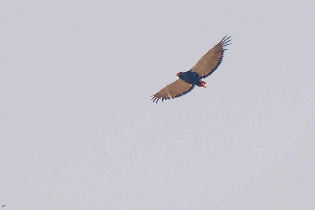 Bateleur des savanesadulte, Vol