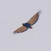 Bateleur des savanes