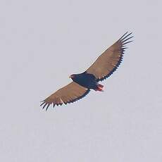 Bateleur des savanes
