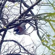 African Cuckoo-Hawk