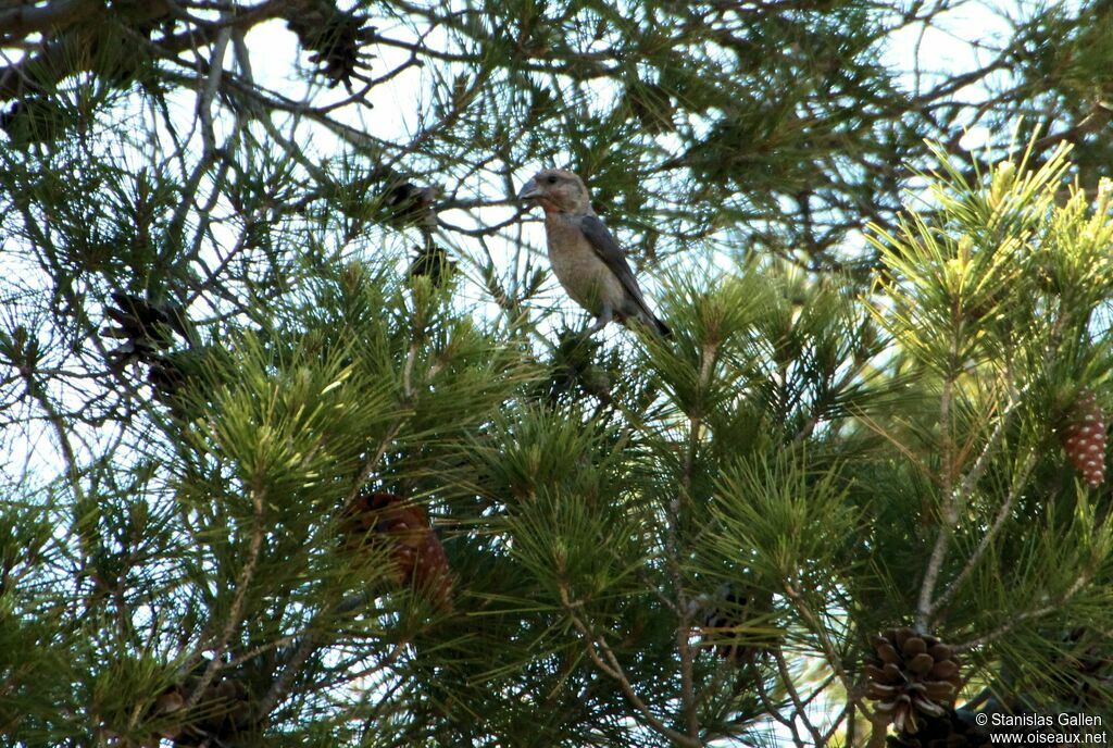 Red Crossbill male immature