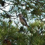 Bec-croisé des sapins