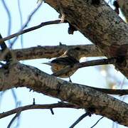 Red Crossbill