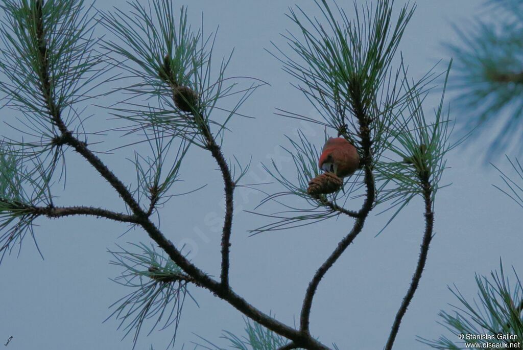 Parrot Crossbill male adult transition, eats