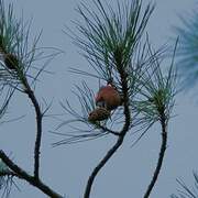 Parrot Crossbill