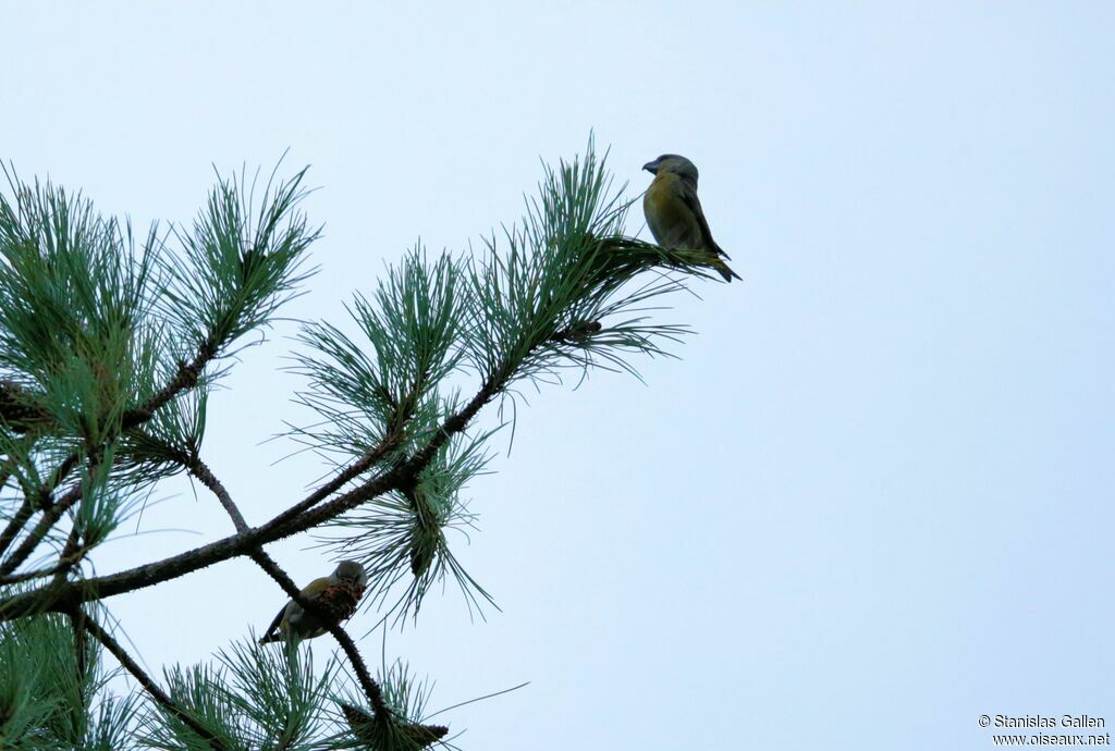 Parrot Crossbill female adult transition, eats