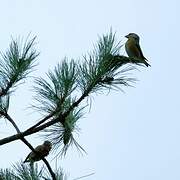 Parrot Crossbill