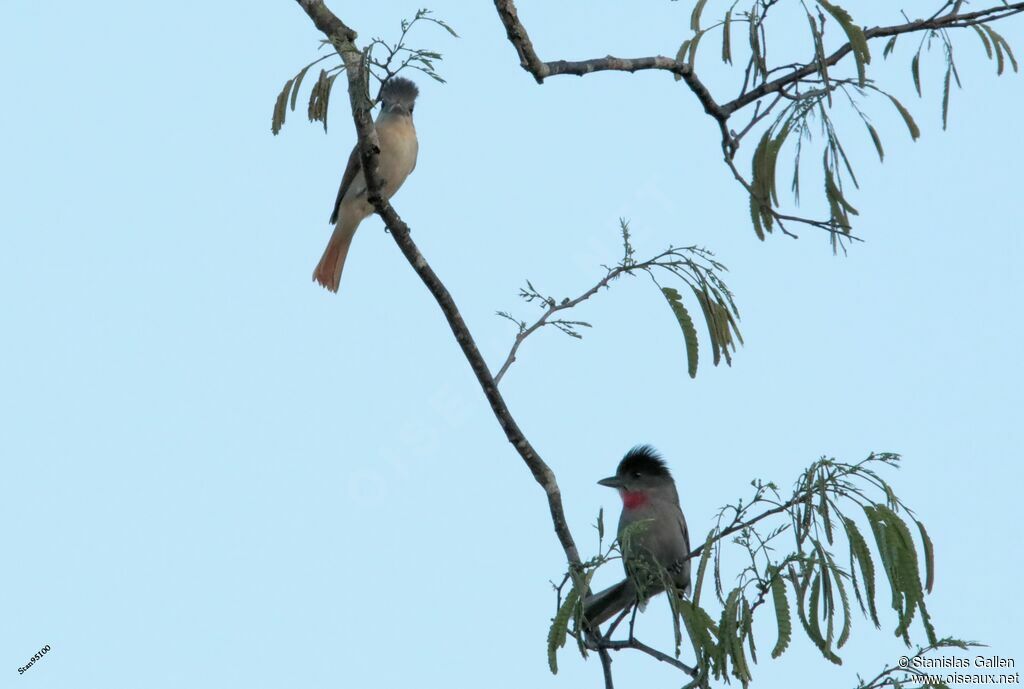 Rose-throated Becardadult breeding