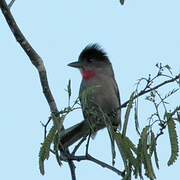 Rose-throated Becard