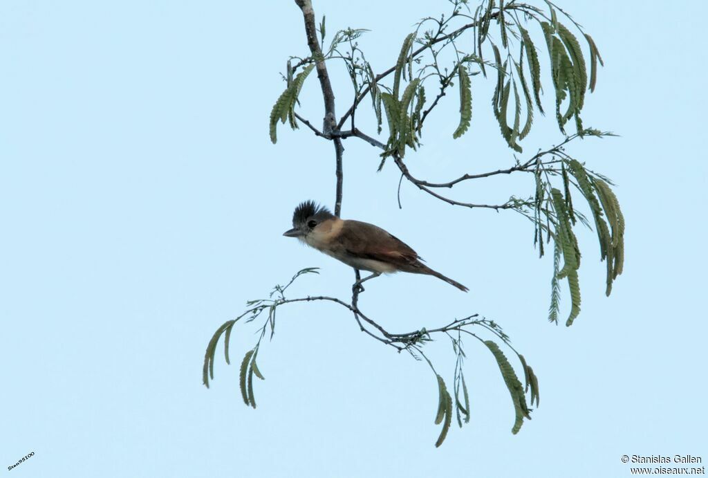 Rose-throated Becard female adult breeding