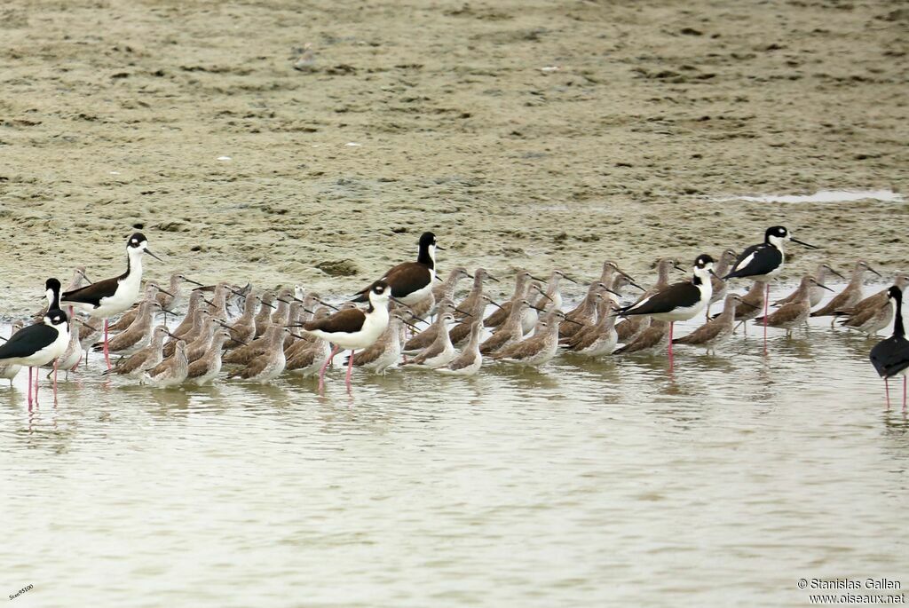 Stilt Sandpiperadult transition