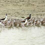 Stilt Sandpiper