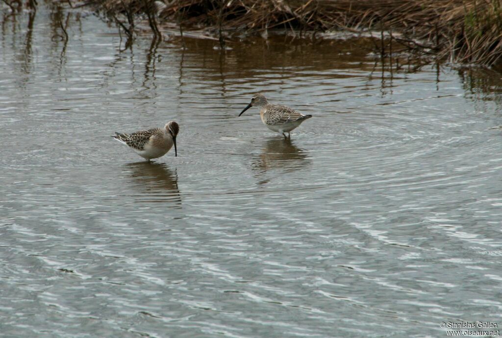 Curlew Sandpiper