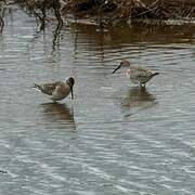 Curlew Sandpiper