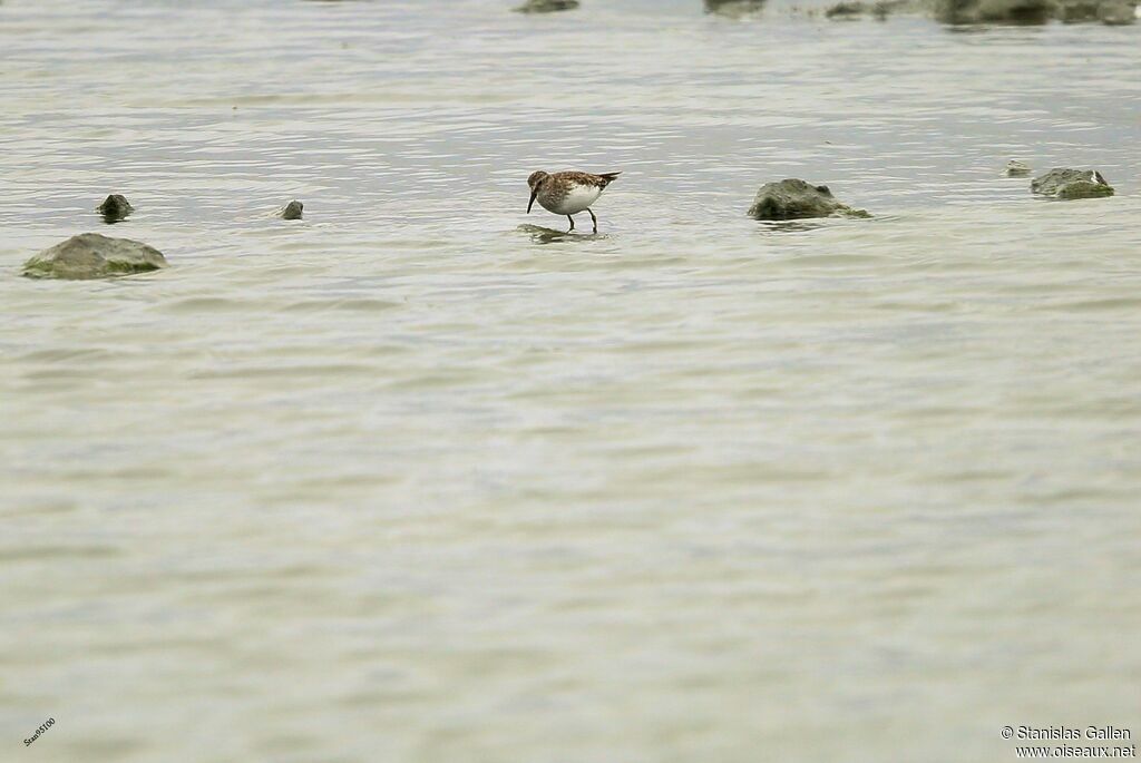 Baird's Sandpiperadult transition, walking, fishing/hunting