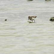 Baird's Sandpiper