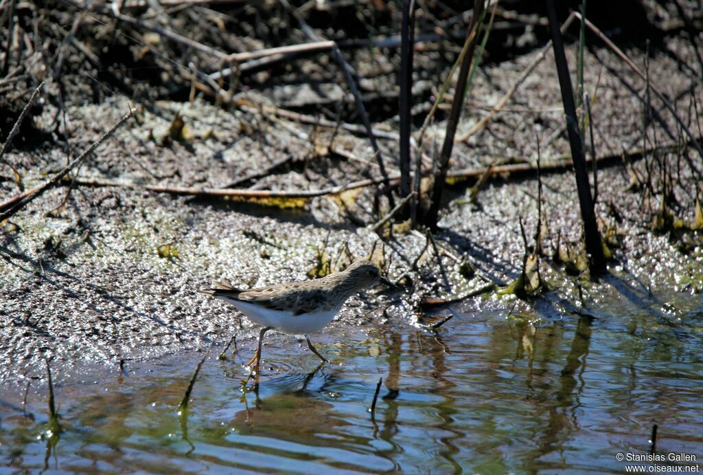 Temminck's Stintadult breeding, walking