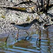 Temminck's Stint