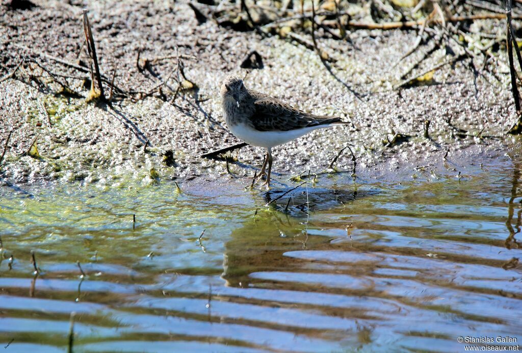 Temminck's Stintadult, walking