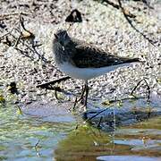 Temminck's Stint