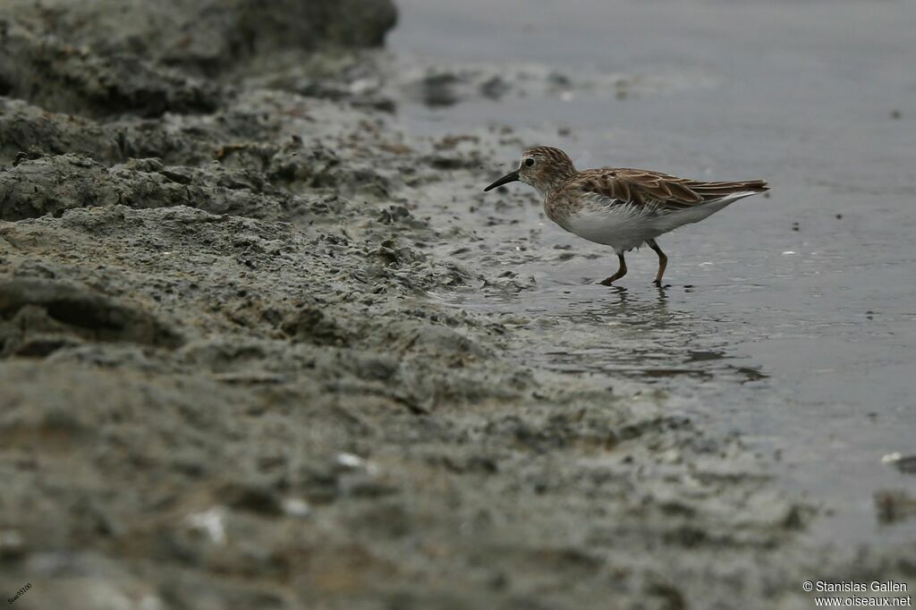 Least Sandpiperadult transition, walking, fishing/hunting