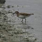 Least Sandpiper