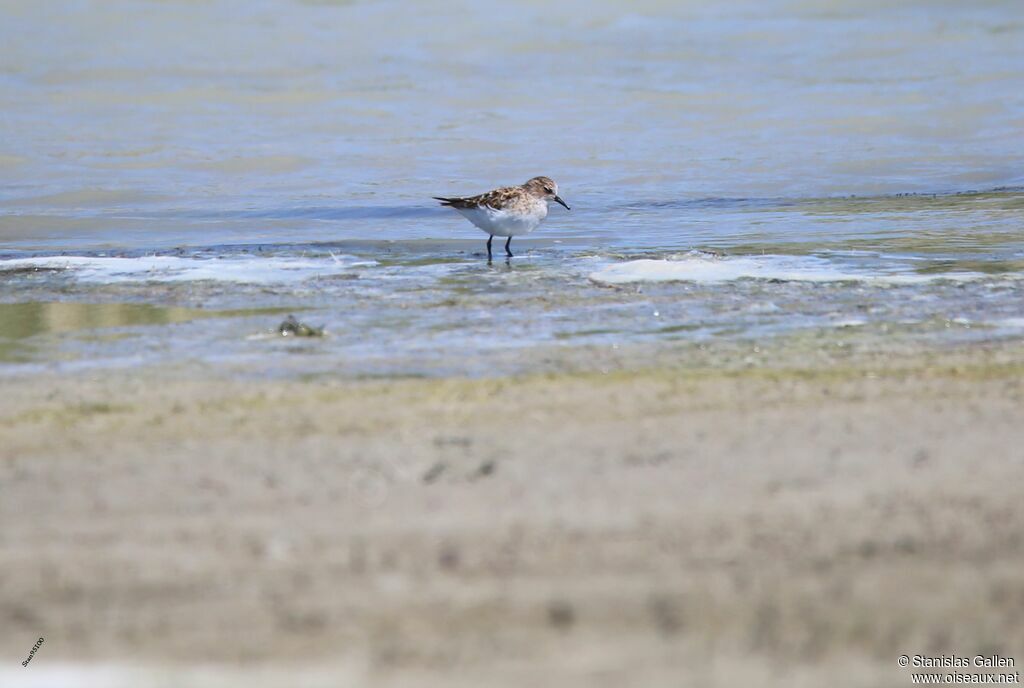 Little Stintadult breeding, walking