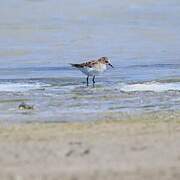 Little Stint