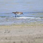 Little Stint