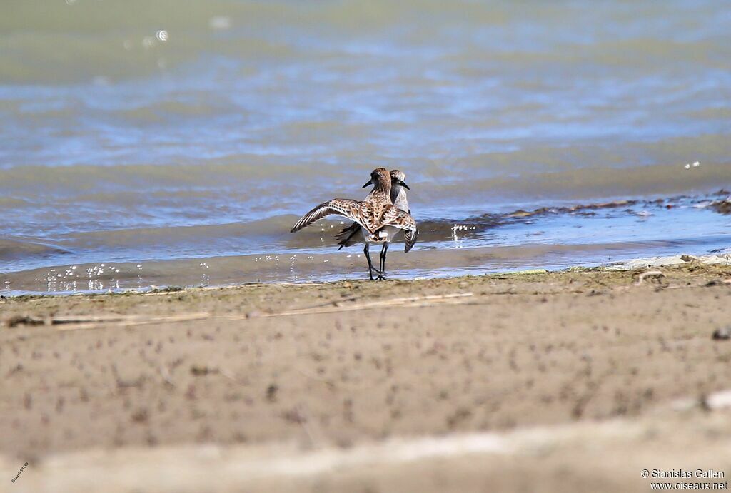 Little Stintadult breeding