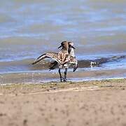 Little Stint