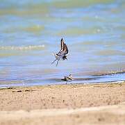 Little Stint