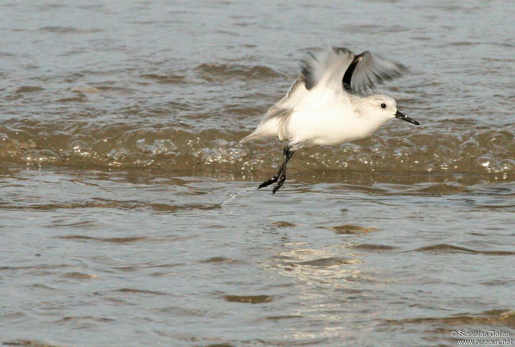 Sanderlingadult transition, close-up portrait, Flight