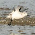 Bécasseau sanderling