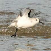 Bécasseau sanderling